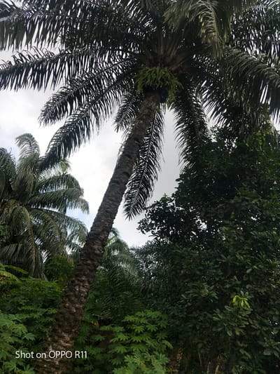 This is a vertical, medium-wide shot of a cluster of palm trees, viewed from below and looking upwards. The main subject is a tall, thick palm tree trunk prominently positioned in the center, angled slightly to the left. Its bark is rough and textured, with a dark, almost black, hue. From the top of this trunk, large, fronded palm leaves spread out and curve downwards, creating a canopy against a bright, overcast sky. To the left of the main trunk, another palm tree's trunk and fronds are visible, appearing slightly thinner and further away. The foreground is filled with lush green foliage, including smaller plants with broad, lobed leaves and other dense, leafy vegetation, suggesting a tropical or subtropical environment. The overall impression is of a dense, verdant, and somewhat wild natural setting. The lighting suggests it is daytime, with the overcast sky providing soft, diffused light. There are no people or specific objects visible, only the natural elements of the palm trees and other plants. The phrase "Shot on OPPO R11" is visible in white text in the bottom left corner of the image, indicating the device used to capture the photograph. The location context of Akokwa, Nigeria, further reinforces the tropical setting.