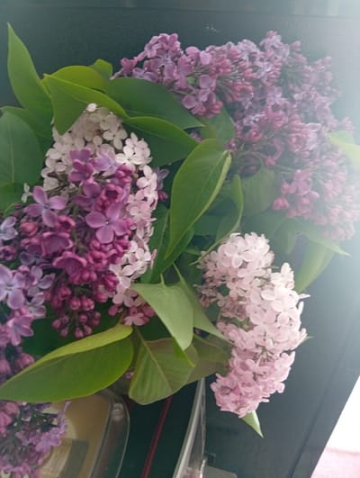 The image displays a bouquet of lilacs with different shades of purple and white flowers. The vibrant green leaves contrast with the colors of the lilacs. The background is dark, possibly a wall or piece of furniture. The composition is close-up, emphasizing the details of the flowers and leaves. There is no evidence of the location, "Kostopil, Ukraine," in the image. There are no people, actions, or interactions visible. The scene is a still life arrangement of lilacs.