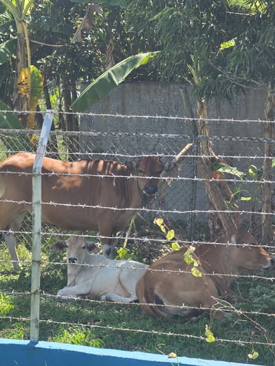 Two cows are behind a chain link and barbed wire fence. The cows are standing in a grassy area with other vegetation. The location is in Pintomakmur, Indonesia.
