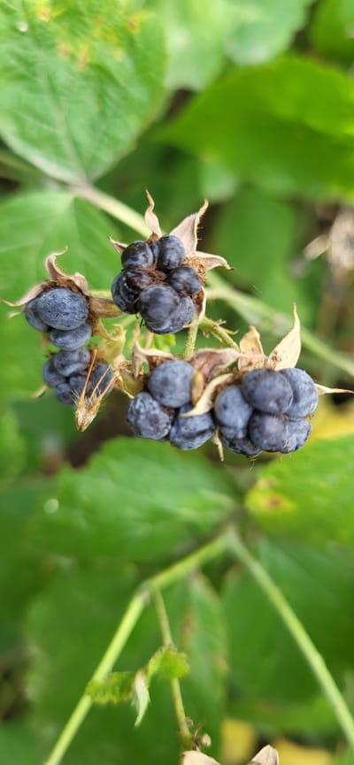 The image shows a close-up of a cluster of unripe blackberries on a plant, with green foliage in the background. The blackberries are dark blue and appear to be in various stages of development, with some smaller and more misshapen than others. The plant has dry, brown sepals surrounding the fruit. The overall environment suggests an outdoor, natural setting. The location in the city of Сырымбет, Kazakhstan, is not visually discernible from the image itself.