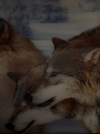 The image shows a close-up of two wolves with their heads together in a snowy, possibly mountainous environment. One wolf is licking the other's face. The image is a photograph and does not depict any location in the city of Gurkovo, Bulgaria.