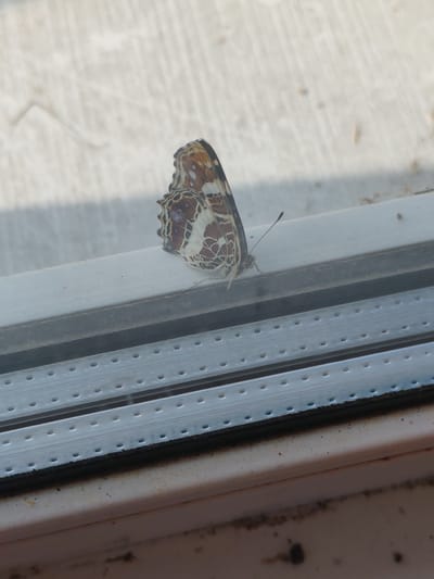The image shows a butterfly resting on the windowsill of a building. The butterfly has brown and white patterned wings. The windowsill is white and appears to be made of plastic, with a metal track for a sliding window below it. The background outside the window is blurred and appears to be a light-colored concrete surface. There is no indication of the city of Molodegniy, Russia, or any specific environmental details that would place the image there.