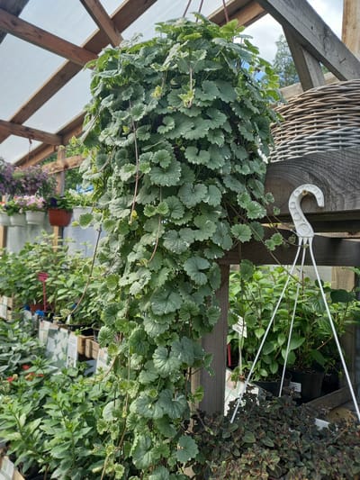 The image depicts a nursery or garden center, possibly located in Aramil, Russia. A large, hanging plant with cascading green leaves dominates the center of the frame. The plant is suspended from wooden beams under a translucent, corrugated roof structure, suggesting a greenhouse environment. In the background, other potted plants are visible, including some with purple and pink flowers and a cluster of darker, smaller-leafed plants in the foreground. A woven basket and a white plastic plant hanger are also present, attached to wooden shelving. The overall scene is one of abundant plant life and commercial horticulture. There are no people visible in the image.