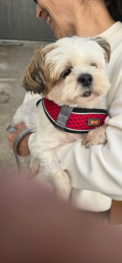 A Shih Tzu dog, wearing a red and black patterned harness, is being held by a person. The dog's face is the primary focus, with its white and tan fur clearly visible. Its eyes are dark and its nose is black. The person holding the dog is wearing a white hooded sweatshirt. A grey leash is attached to the harness and held by the person. The background is blurred, but appears to be an indoor setting with neutral-toned walls and flooring. The lighting suggests daytime. The overall mood is affectionate and relaxed, with the dog appearing comfortable and trusting in the person's arms. A small orange tag with a bone symbol is visible on the dog's harness. The tag has some unreadable text on it.