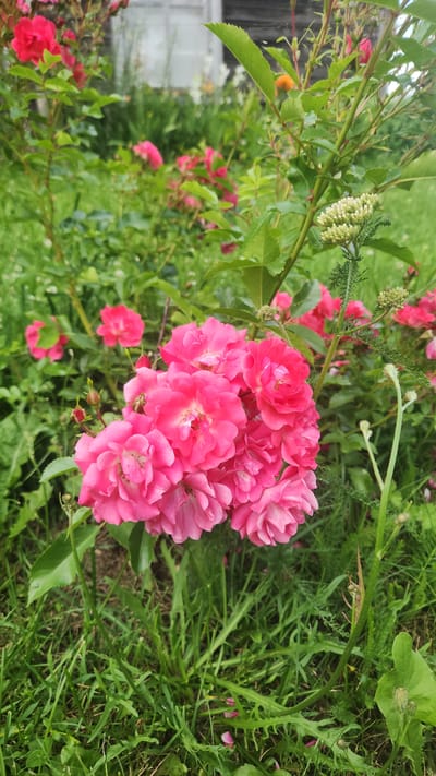 A close-up, eye-level shot of a cluster of bright pink roses in full bloom, set against a backdrop of lush green foliage and grass. The roses are the dominant subject, with their delicate petals unfurling in the soft, natural light. Some rosebuds are visible, hinting at further blooms. Behind the roses, the background is a blur of green leaves and stems, with hints of other pink flowers in the distance. The overall impression is one of a vibrant, blooming garden, possibly in Ezernieki, Latvia, given the context. The image captures the beauty and tranquility of nature.