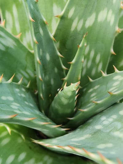 A close-up, overhead shot shows the intricate details of an aloe vera plant. The succulent's thick, green leaves are arranged in a rosette pattern, with spiky, orange-tipped teeth lining their edges. White, irregular spots dot the surface of the leaves, adding texture and visual interest. The central leaves are tightly furled, hinting at new growth. The lighting is natural, highlighting the vibrant green hues and the sharp contours of the plant. The scene is indoors, likely in a home or botanical garden setting, and is not specific to Altamonte Springs, United States of America.