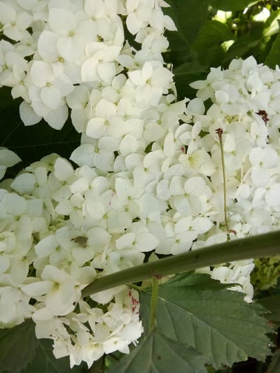 This media file is a close-up photograph of a cluster of white hydrangea flowers, likely taken in Zhmerynka, Ukraine. The flowers are the primary subject, with their delicate white petals filling most of the frame. Their arrangement is dense and abundant, creating a soft, textured appearance.

Among the white blossoms, a small, greenish-brown insect is visible, resting on one of the petals in the upper central portion of the image. This insect is a notable detail, adding a touch of life and scale to the floral composition. The background consists of dark green leaves and hints of brighter green foliage, suggesting a natural outdoor setting, possibly a garden or park.

A thick, green stem or branch runs diagonally across the lower half of the image, partially obscuring some of the flowers and leaves. This stem adds depth and a sense of perspective to the scene. The lighting suggests it is daytime, with soft illumination that highlights the texture of the petals and leaves without harsh shadows. There are no people or any discernible text within the image. The overall mood is serene and natural, focusing on the beauty of the blooming flowers and the subtle presence of insect life.