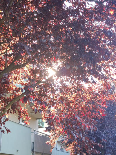 The image captures a tree with dark red leaves in Bielany Wrocławskie, Poland, with a building visible in the background. The sun is shining through the dense foliage, creating dappled light and highlighting the reddish-purple hue of the leaves. The building appears to be modern, with balconies and windows. The scene suggests an outdoor setting, possibly a residential area, bathed in the warm light of the sun.