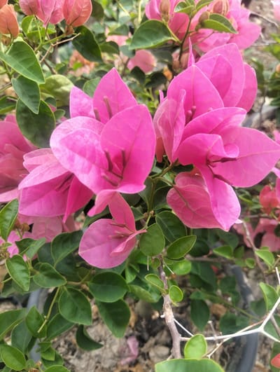 The image shows a close-up of vibrant pink bougainvillea flowers and green leaves. The bougainvillea are in bloom, with their characteristic papery bracts forming the colorful display. The leaves are lush and green, providing a stark contrast to the bright pink of the flowers. The background is softly blurred, suggesting an outdoor setting, possibly a garden or a park. The image is framed to focus on the intricate details of the flowers, including their delicate veins and the dark stamen-like structures at their center. The lighting appears natural, highlighting the textures and colors of the plant. No people, actions, or interactions are visible in the image. The location in Cotseurani, Indonesia, is an environmental detail not directly observable from the image itself.