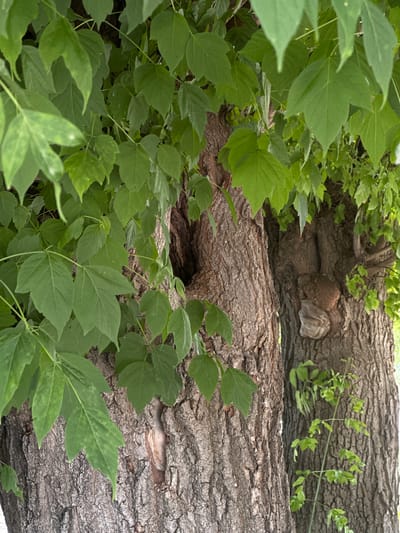 The media file displays a close-up view of two large fallen tree trunks, partially obscured by lush green foliage. The tree trunks are rough and textured with deeply grooved bark. The upper trunk appears to have a natural hollow or cavity, with a lighter-colored, possibly fungal growth visible within it. Delicate green vines with small leaves are growing in and around the trunks, some reaching across the surface of the lower trunk. The foliage is dense and vibrant, suggesting a natural, outdoor setting, possibly a forest or wooded area. The lighting indicates daytime, with no strong shadows, suggesting an overcast or diffused light condition. The scene evokes a sense of nature reclaiming man-made disturbances, with the fallen trees now supporting new life. There is no visible text, people, or discernible activity other than the passive growth of the vegetation. The location is identified as Lobacheve, Ukraine.