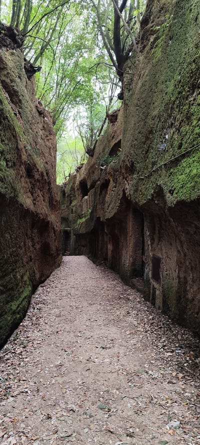The image depicts a narrow, elongated pathway, known as a "Via Cava", located in the city of Corchiano, Italy. The pathway is defined by towering, moss-covered walls on both sides, likely made of tufa rock. The walls exhibit a rough, textured surface with visible weathering and erosion patterns. Above, the pathway is partially covered by the canopy of trees, with green leaves filtering the sunlight. The ground is covered with a layer of fallen leaves, obscuring the ground surface. The scene appears deserted, devoid of human presence.