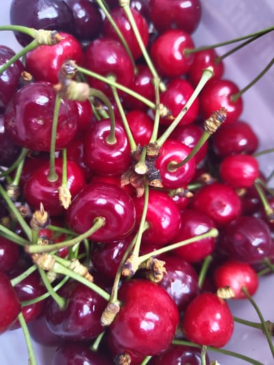 This is a close-up, overhead shot of a pile of fresh, ripe cherries. The cherries are a deep red color, with some appearing almost black. They have bright green stems, and some have visible stem ends where they were detached from the plant. The lighting is bright, causing reflections on the smooth surface of the cherries. The background is a soft, out-of-focus light purple, suggesting the cherries are in a container. There are no people or any indication of a specific location within Pletena, Bulgaria, visible in the image.