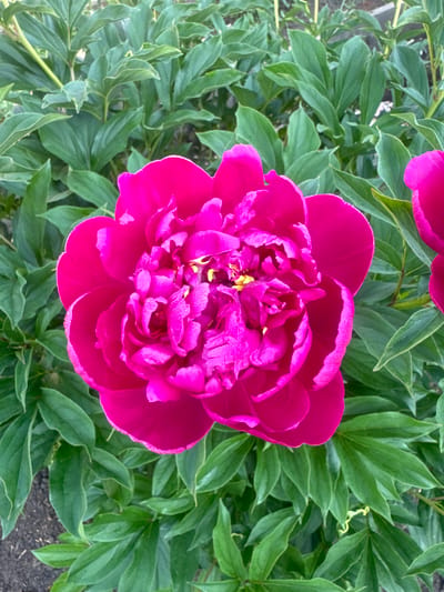 A close-up, overhead shot captures a vibrant, fully bloomed fuchsia peony flower set against a background of lush green foliage. The peony's petals are a deep, rich fuchsia color, with delicate dewdrops clinging to their surfaces, highlighting their velvety texture. The center of the flower reveals a cluster of yellow stamen. The surrounding leaves are a darker green, providing a contrasting backdrop that makes the flower stand out. The ground beneath the plants, visible in the lower left corner, appears to be dark soil. The scene is set in the city of Maksimovshchina, Russia.