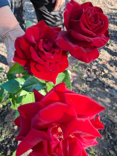 In Poltavka, Ukraine, a close-up shot focuses on three vibrant red roses. One rose, positioned in the upper right, is partially obscured, while another, larger rose dominates the center left. The largest rose, a deep crimson, occupies the foreground, its petals unfurling dramatically. A person's hand, appearing aged with visible veins, gently holds a stem, suggesting the roses have been recently picked or are being presented. The background is a blurred expanse of dry, earthy ground, indicative of an outdoor setting, possibly a garden or field. The lighting suggests it is daytime, with shadows cast on the ground.