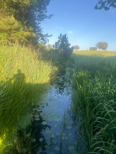 A narrow waterway runs through a lush green landscape. The water is dark and reflects the blue sky and surrounding vegetation, with lily pads scattered on its surface. Tall reeds and grass line the banks of the waterway. In the background, a field of grass slopes upwards towards a clear blue sky, dotted with a few trees. The scene appears to be a natural, uncultivated area, possibly a park or rural setting. The image is taken from a low angle, looking across the waterway. A shadow of a person is visible on the left bank, suggesting the photographer is present.