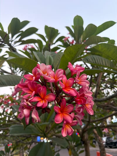 A close-up, vertical shot showcases a cluster of vibrant pink and orange frangipani flowers in bloom, their delicate petals unfurling against a soft, pale sky. The flowers are the focal point, with some in sharp focus and others slightly blurred, creating a sense of depth. Lush green leaves surround the blossoms, some appearing in sharp detail while others are out of focus, forming a natural backdrop. In the background, the scene transitions to a slightly blurred urban environment. The bokeh effect from distant lights, appearing as colorful orbs of red, blue, yellow, and white, suggests the presence of streetlights or vehicle lights. Hints of tree trunks and branches are visible, indicating the frangipani is part of a larger tree or shrub. A dark-colored vehicle is partially visible in the far background, and a hint of an orange cone or barrier is present in the lower right corner. The overall impression is a serene natural element within an urban setting, possibly captured in the evening or early morning. The location is specified as Entalsewu, Indonesia.
