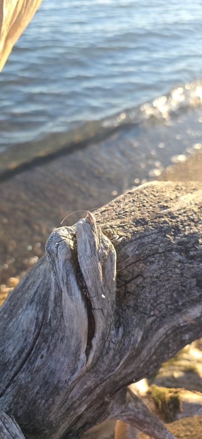 The image displays a close-up of weathered driftwood resting near the edge of Issyk-Kul Lake in Kyrgyzstan. The wood, gray and textured with deep cracks, occupies the foreground. On the top of a jagged protrusion of the wood, a small, light-colored insect with long antennae is perched. The background is dominated by the shimmering surface of Issyk-Kul Lake, with gentle waves reflecting the golden sunlight. The water appears slightly murky, transitioning to a darker shade closer to the shore. The overall impression is a serene, natural scene at the lake's edge, bathed in the warm light of either sunrise or sunset.