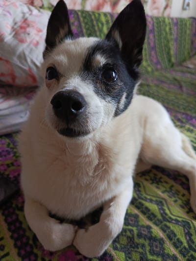 A close-up, eye-level shot shows a small dog with white fur and black markings on its face and ears, lying on a patterned blanket. The dog's front paws are crossed neatly in front of its chest, and its head is tilted slightly to the left, looking directly at the camera. The dog has dark eyes and a black nose. The blanket has a green base with a repeating pattern of purple and pink floral or geometric shapes. In the background, out of focus, are pillows with a floral pattern. The scene appears to be indoors, likely on a bed or couch, in a home environment in Kauchuk Stantsiya, Russia.