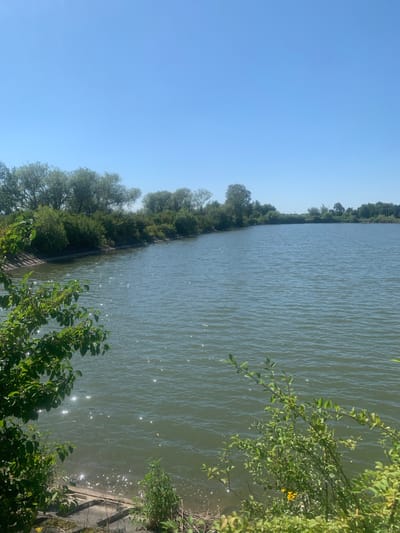 This is a horizontal, outdoor, medium shot of a body of water with a clear blue sky above. The water is calm with small ripples, and sunlight reflects off its surface. The shoreline is lined with a dense growth of green trees and bushes. On the left side of the frame, green branches with leaves overhang the water. The far shore also shows a line of trees. The location appears to be a natural setting within or near Tseniava, Ukraine, based on the provided metadata. There are no people or animals visible in the image.