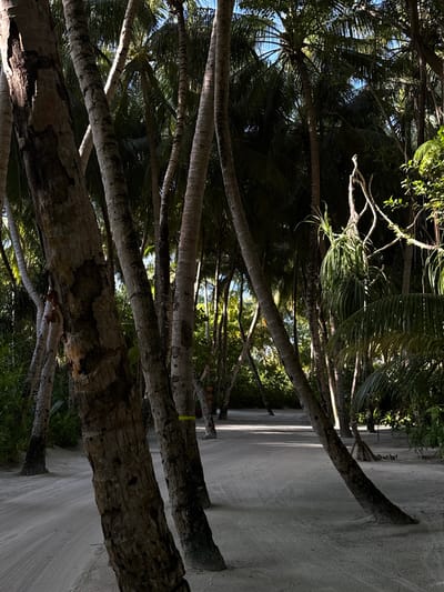 The image shows a sandy path winding through a dense grove of palm trees. The trees are tall and slender, with rough, textured bark. Their fronds create a canopy of green overhead, dappling the path with sunlight and shadow. The ground is covered in light-colored sand, with visible tracks or patterns suggesting recent foot traffic. The overall impression is one of a tropical, natural setting. The location is identified as a beach in the Maldives.