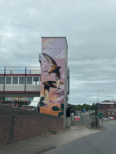An outdoor scene captured on an overcast day in Macclesfield, United Kingdom, featuring a prominent mural on the side of a building. The image, originally rotated, shows a large, vibrant mural depicting two birds, possibly swifts or swallows, in flight against a backdrop of pinkish-purple and white clouds. The birds have brown bodies and white undersides on their wings. Green oak leaves are also incorporated into the lower right portion of the mural.
The mural is painted on a multi-story building with a light-colored, possibly corrugated, facade and several windows visible below the artwork. To the right of this building is a paved road with an adjacent concrete sidewalk or path. A metal fence separates the building's premises from the road. Several lampposts line the roadside.
In the background, across the road, various vehicles, including cars and a white truck, are visible in traffic. A large, dark brick building stands prominently, bearing the clear signage "ARIGHI BIANCHI" and "PALATIAL FURNITURE & FABRICS," identifying a well-known local business. A green road sign with white text, typical for UK roads, is also visible, though its specific directions are not entirely legible. Near the fence, a red sign warns: "NO UNAUTHORISED PERSONS BEYOND THIS GATE." The sky is entirely cloudy, indicating an overcast or grey day. No specific activity or event is depicted, rather a static street scene with a notable piece of public art.