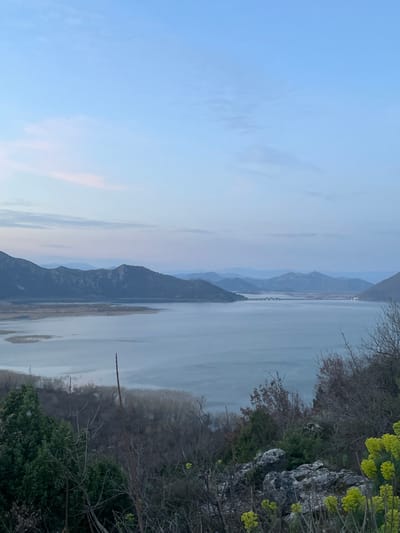The image displays an elevated panoramic view of Lake Skadar from the vicinity of Godinje, Montenegro, captured during twilight conditions. The sky, occupying the upper portion, presents a gradient of pale blue, transitioning to a lighter, faintly pinkish-white hue near the horizon, with minimal, wispy high-altitude cloud formations.
The central and mid-distance features the expansive, placid surface of Lake Skadar, reflecting the muted sky in tones of gray-blue. The lake is bordered by a series of dark, undulating mountain ranges that recede into an atmospheric blue haze. A multi-arched bridge structure spans a distant, narrower section of the lake, connecting visible landmasses. Along the lake's near shore, particularly on the left, are areas of lighter-colored marshland or reeds.
The immediate foreground, covering the bottom third of the frame, depicts a vegetated hillside. This area includes dense dark green coniferous shrubs on the left and right. Numerous bare, dark-branched deciduous trees and shrubs extend into the view. Exposed light-colored rocks are visible on the right, interspersed with clusters of vibrant yellow-green flowering plants. No human figures, animals, or discernible actions are present within the scene, which appears static under diffused, low-angle illumination.