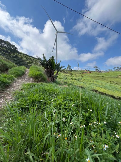 The image depicts a scenic landscape with a wind turbine situated on a lush green hillside. A dirt path winds its way up the slope, bordered by tall grass and small white wildflowers. In the background, expansive tea plantations stretch across the undulating terrain, characteristic of the region. Banana trees are visible near the base of the wind turbine, adding to the tropical feel of the environment. The sky is a vibrant blue, dotted with fluffy white clouds, suggesting a clear and pleasant day. The presence of a power line stretching across the frame indicates that the wind turbine is part of a larger energy infrastructure. The overall scene evokes a sense of natural beauty and renewable energy in a rural setting. It is highly likely this image was taken in the vicinity of Phát Chi, Vietnam, known for its verdant hills and agricultural landscapes, potentially including tea plantations and wind farms. There are no people or animals visible in the image.