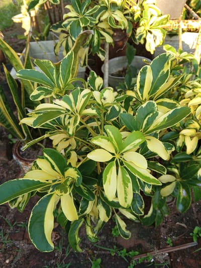 The image depicts a close-up view of a variegated dwarf umbrella tree (Schefflera arboricola 'Gold Capella') with leaves displaying a distinct pattern of green edges and yellow centers. The plant is outdoors, with its branches and variegated leaves filling the frame. The background is softly blurred, showing hints of other plants, potted containers, and a ground surface covered with soil and small green shoots. The lighting suggests it is daytime, with sunlight filtering through the foliage, creating dappled highlights. One of the leaves in the upper center of the image has a small black spider on it. The image appears to be taken in a garden or outdoor planting area. There are no people or any specific identifiable landmarks of Palohigeuh, Indonesia, present in the image.