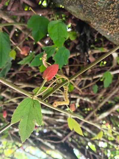 The image depicts a close-up view of botanical growth in Masulog, Philippines. No human individuals or animals are present.
The primary subject is a climbing plant characterized by intertwined green stems and foliage. A prominent, elongated, reddish-orange, ovate structure, approximately 2 centimeters in length, is positioned in the upper central portion of the frame. This structure, possibly an immature fruit or flower bud, exhibits small, darker protuberances around its base. It is attached to a slender green stem.
Immediately below and to the left of the central reddish structure, a distinct green leaf with three lobes is visible, measuring approximately 4 centimeters across. Other smaller, green leaves with varying shapes, some ovate, are scattered throughout the background, largely out of focus.
A tightly coiled, yellowish-brown tendril is observed to the right of the central reddish object, extending downwards and to the right. Another less coiled, elongated yellowish structure, appearing to be a tendril or dried plant part, is located further to the right.
The environment consists of a dense, natural setting with a heavily blurred background composed of interwoven brown branches, green leaves, and several out-of-focus, smaller reddish-orange objects similar to the central subject, indicating multiple instances on the plant. The scene is illuminated by natural light, casting varying degrees of brightness and shadow on the foliage.