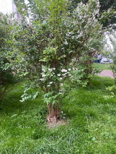 An outdoor medium shot captures a blooming shrub with small white flowers in the foreground. The shrub has numerous branches with green leaves and clusters of white blossoms. The ground around the shrub is covered in lush green grass. In the background, a paved path leads towards a white car with several people standing near it. A building with a white facade and square window patterns is visible on the far left, and a large tree with dark foliage is present on the far right. The scene appears to be in an urban environment, possibly Kołobrzeg, Poland, given the context.