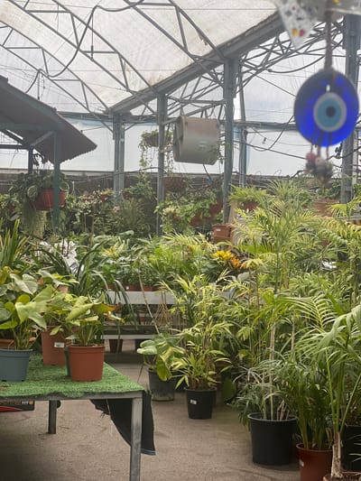 The image depicts the interior of a greenhouse in Zvulun Regional Council, Israel. The structure is supported by a network of metal beams. A variety of potted plants fill the space. Some are displayed on tables covered with artificial turf. An "evil eye" talisman hangs from the greenhouse structure in the upper left corner.