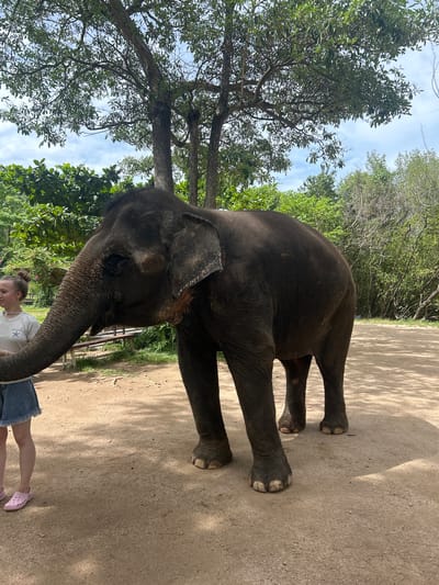 An adult elephant stands on a dirt path in a wooded area, likely part of an elephant sanctuary or park in Hoa Thang, Vietnam. The elephant faces left, its trunk extended towards a young woman who stands to its left. The woman, with her hair tied in a bun, wears a white t-shirt and denim shorts. The background consists of lush green trees and vegetation under a partly cloudy sky. There are benches in the background. The scene captures a moment of interaction between the woman and the elephant.