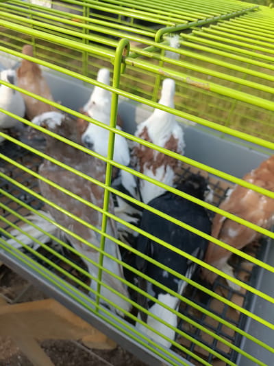A close-up, low-angle shot captures a group of pigeons in a bright green wire cage. The pigeons are of various colors, including white, brown, and black, with some having distinct markings. They are huddled together, with some appearing to be grooming or resting. The cage is made of thin, horizontal green bars, and the bottom appears to be a dark grate. In the background, out of focus, is green grass and a hint of a wooden structure. The scene is outdoors, suggesting it may be a sunny day. The image was taken in the city of Łosice, Poland.