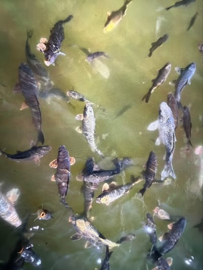 The image shows a large group of Koi carp swimming in a pond or lake. The water is murky green, and the fish vary in color from dark gray to silver-white with speckled markings. Some have orange-tinted fins. They are swimming at various depths, with some near the surface. The location is likely Reigate and Banstead, United Kingdom. There are no people visible in the image.