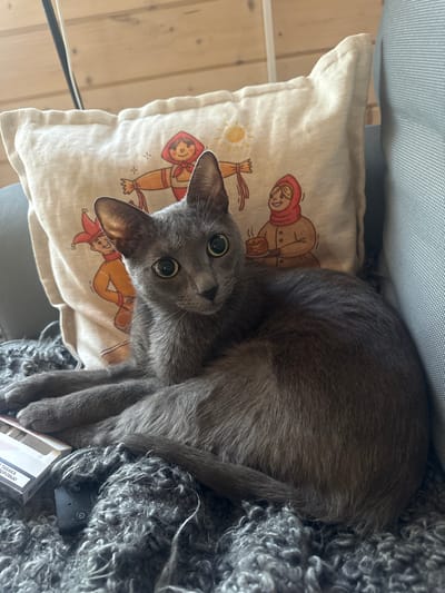 A grey cat is resting on a cushion with a printed design of people and a sun. The cushion is placed on a chair with a blue textured back. Next to the cushion, a grey, fluffy blanket is visible, with a small black electronic device and a pack of cigarettes on it. The cat's fur is short and sleek, and its eyes are wide and green, looking directly at the camera with an inquisitive expression. The image appears to be taken indoors, with wooden walls visible in the background, suggesting a home setting. The lighting is soft, indicating it could be daytime, possibly late morning or afternoon. The overall mood is relaxed and cozy, with the cat appearing comfortable and content. There is some text visible on the cigarette pack in Cyrillic script.