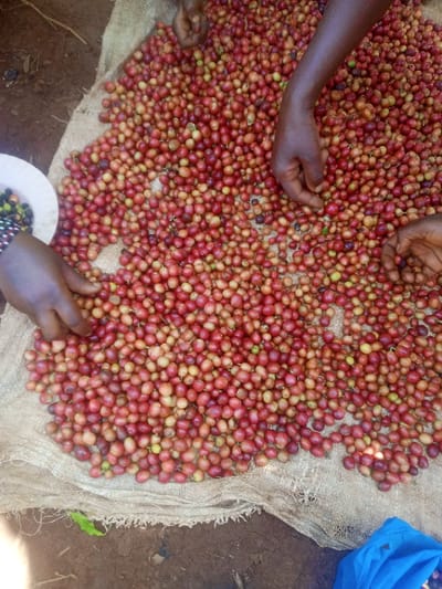In Kiangochi, Kenya, an overhead view captures multiple individuals' hands sorting a large pile of ripe red and yellowish-red coffee cherries. The cherries are spread across a coarse, light brown woven sack or mat laid on dark brown earth. Four hands are actively engaged: two at the top edge, one prominent right hand in the mid-right, and one prominent left hand in the mid-left wearing a dark patterned wristband. A white, shallow circular bowl containing a smaller quantity of green and dark coffee cherries is positioned on the left. A crumpled blue fabric item is visible in the bottom-right corner, and a single green leaf lies on the earth in the bottom-left.