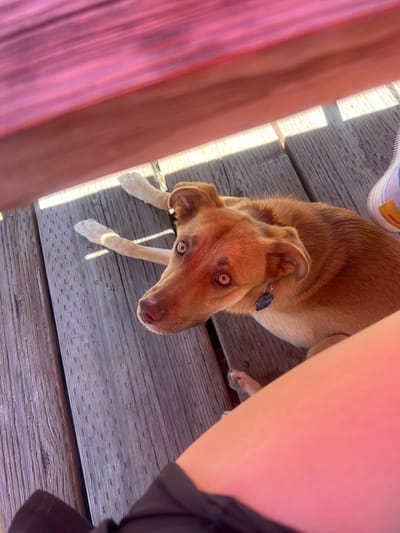 The image depicts an outdoor scene, reportedly in Jackson, United States of America, captured from a high vantage point looking down. A reddish-brown, short-haired dog with amber eyes is the central subject, lying on a weathered wooden deck. The dog is positioned with its front paws extended and is looking directly upwards towards the camera with an attentive expression. It wears a dark collar with a silver or metallic tag, partially obscured, which appears to have text on it. Strong, parallel strips of sunlight illuminate portions of the wooden deck, creating distinct light and shadow patterns. The upper part of the frame is occupied by a large, blurry, reddish-pink surface, likely the underside of a table or bench, which casts a warm, reddish hue over parts of the dog's face and nose. On the right side of the image, the lower leg of a person is visible, with fair skin that also reflects some of the reddish hue. A portion of an athletic shoe, light-colored with blue and yellow accents, is visible near the top right corner, adjacent to the dog's back. In the bottom left corner, a dark fabric, possibly part of clothing, is visible. The scene suggests an interaction between the dog and the person, with the dog focused on the person holding the camera.