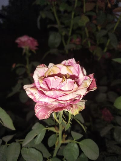 A close-up, low-light photograph captures a single rose with variegated pink and white petals. The rose is in focus in the foreground, while the background consists of dark, out-of-focus foliage and hints of other blurred pink flowers, suggesting a garden setting at dusk or night. The petals of the main rose show some signs of wilting and browning on the edges, with prominent striations of pink and white. The stem and leaves are visible below the bloom. The scene does not depict any people, actions, or interactions. The location in Muminabad, Uzbekistan, cannot be determined from the visual information provided in the image.