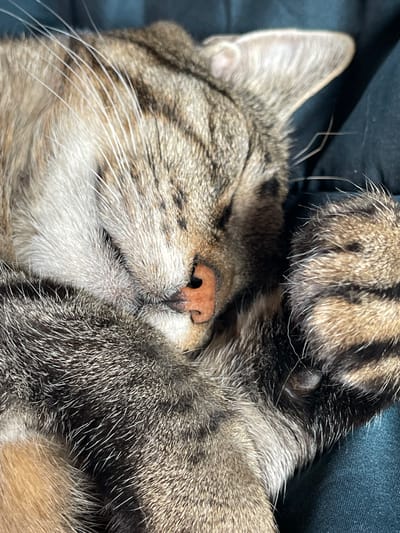 The image is a close-up shot of a tabby cat sleeping. The cat's face is mostly visible, with its eyes closed, and its nose is a prominent feature. One of its paws is resting on its face, further obscuring its features and adding to the impression of deep sleep. The cat's fur is striped with shades of brown, black, and gray, with some lighter white fur around its muzzle and whiskers. The background is a dark, textured surface, possibly fabric, which provides a contrast to the cat's fur. The lighting suggests it is indoors, likely during the daytime or with artificial light. The overall mood conveyed is one of peace and comfort, as the cat appears to be deeply relaxed and undisturbed. There is no visible text in the image.