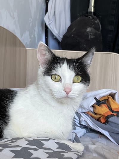 A black and white cat with striking green eyes is the subject of this image, captured from a medium close-up perspective. The cat is lying on a bed with patterned sheets, some of which are folded and bunched up, revealing orange and grey fabric underneath. The background is a mix of wooden paneling and what appears to be clothing hanging in a closet or on a rack, one item being a dark, textured fabric. The lighting is soft and diffused, suggesting an indoor setting. There is no indication of the specific location within the city of Yaransk, Russia, as the image provides no geographical markers. The scene is static, with the cat in a relaxed resting pose, looking directly at the camera.