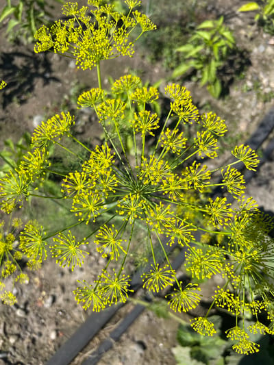 This is a close-up, top-down shot of dill flowers in bloom. The inflorescences are bright yellow and have a delicate, umbrella-like structure, with many small florets radiating from the center. The flowers are the primary subject, filling most of the frame. Behind the flowers, the scene is a garden setting. The ground is visible, appearing as dry, grayish-brown soil with some pebbles and shadows cast by the plants. In the background, there are blurred green leaves of other plants, and a dark, ribbed object, possibly a garden hose or irrigation pipe, runs diagonally across the upper right portion of the image. The lighting suggests it is a sunny day, likely daytime, with strong sunlight creating distinct shadows. There is no visible text in the image. The overall impression is one of natural growth and a peaceful, sunny day in a garden.