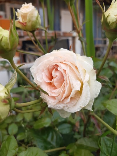 A close-up shot focuses on a single, partially opened pale peach-colored rose in the foreground, covered in dew drops. Several rosebuds in various stages of development are visible around the main flower, along with green stems and leaves. In the background, a blurred brick wall and a hint of a window suggest an outdoor setting. The image was captured in Бактуу-Долоноту, Kyrgyzstan, implying a garden or residential area.