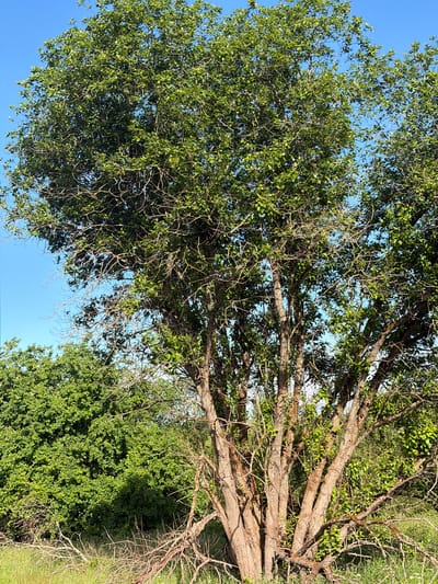 A tall, mature tree with a thick, multi-trunked base stands in the foreground, its branches spreading upwards and outwards, covered in lush green leaves. The sky above is a clear, bright blue. To the left of the tree, a dense thicket of smaller green bushes creates a wall of foliage. In the background, more greenery and dry grass are visible. The scene appears to be a natural outdoor setting, likely in a park or rural area, with no people or man-made structures immediately apparent. This image was taken in Zarech'e, Russia.