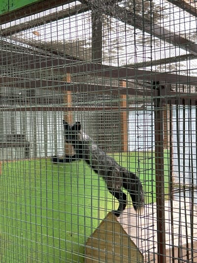 A silver fox is captured in mid-motion within a large outdoor enclosure. The enclosure is constructed with a wire mesh fence, which is visible throughout the frame, creating a grid pattern. The fox, predominantly dark gray with lighter fur accents, is stretched upwards, appearing to climb or reach for something. Its body is elongated, and its tail is fluffy and white-tipped. One paw is extended forward, gripping the wire mesh. In the background, the enclosure features a bright green wall on the left and what appears to be a wooden structure on the right, possibly a platform or shelter. The overall environment suggests an animal sanctuary or a zoo enclosure. The location is identified as Medvedevo Urban Settlement, Russia.