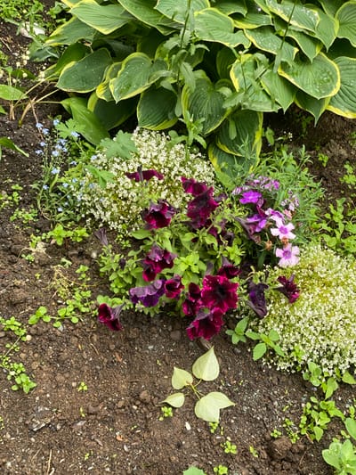 The image depicts a close-up, overhead view of a garden bed in Yuzhno-Sakhalinsk, Russia. The garden features a variety of plants including large, variegated hosta leaves with green and yellow margins, clusters of small white flowers, deep purple petunias, and delicate pink dianthus flowers. Small blue forget-me-nots are also visible. The ground is dark, moist soil with scattered small green seedlings and some fallen leaves. The scene appears to be outdoors, in a naturalistic garden setting. There are no people or animals visible in the image.