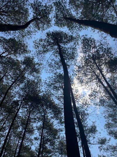 The image captures an upward-facing perspective from within a dense forest, located in Cikole, Indonesia. Numerous tall, slender trees, characterized by needle-like foliage indicative of pine species, are silhouetted against a bright sky. The tree trunks and branches appear dark due to backlighting, creating a stark contrast with the lighter background. The sky displays a clear light blue hue, interspersed with patches of white clouds. A prominent area of bright light, possibly the sun obscured by clouds, is visible in the mid-right portion of the frame, contributing to the strong backlighting effect. No individuals, animals, or man-made objects are present in the scene.