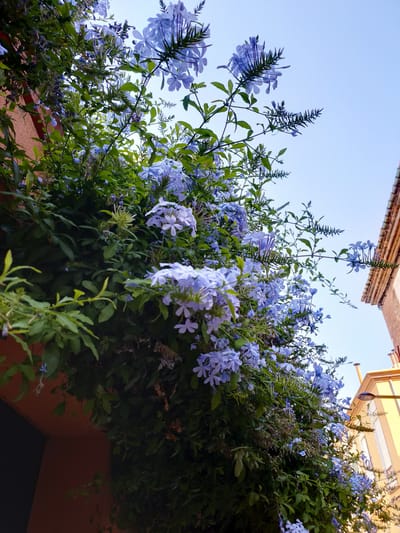 An upward-angle medium shot captures a dense vine of pale blue flowers cascading down the side of a building in Perpignan, France. The flowers are small and clustered, with five petals each, and some have begun to wilt. Lush green leaves, some dark and others lighter, fill the majority of the frame, creating a curtain of foliage. The background reveals hints of urban architecture: a section of an orange building with a dark window on the left, and on the right, a building with terracotta roof tiles and a yellow facade with windows and chimneys, suggesting a warm, sunny day. The sky above is a clear, pale blue.