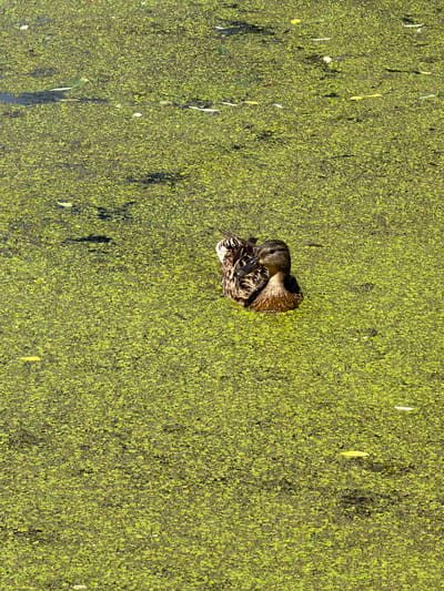 A duck is nestled amongst dense, bright green aquatic vegetation. The duck is facing to the left and appears to be resting or preening. Its feathers are a mix of brown, black, and white, providing camouflage against the green backdrop. The vegetation covers the surface of what appears to be a body of water, possibly a pond or slow-moving river. The light suggests it is daytime, with sunlight illuminating the scene, creating some subtle shadows and highlights on the duck and the water surface. The overall impression is one of natural tranquility, with the duck appearing undisturbed in its environment. The location context indicates this scene is in Kurilovo SNT, Russia. There is no visible text in the image.