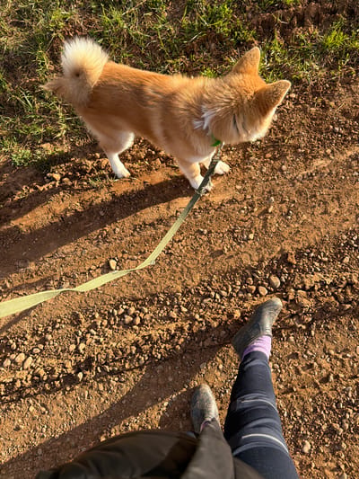 A medium shot captures a red-haired dog with white paws and a fluffy tail on a green leash, standing on a dirt surface. The ground is composed of dirt, rocks, and patches of green grass. Next to the dog is a person wearing black pants, lavender socks, and black shoes. The person also wears a black jacket. The image was taken during the daytime in Заболотово, Russia.