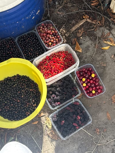 This image depicts an outdoor scene with an assortment of freshly picked berries in containers, laid out on a rough, gravelly surface covered with dry leaves and twigs. The subjects are primarily objects – specifically, several clear plastic containers and a bright yellow bowl, all filled with various types of berries.
The containers hold:
- A batch of dark red cherries, some with yellow inclusions, in the upper right.
- A generous portion of red currants in a container to the left of the cherries.
- Dark mulberries in a container to the right of the red currants.
- A container of small, reddish-brown berries, possibly gooseberries or small plums, in the lower left.
- Two containers filled with small, dark berries, likely blackcurrants or similar, stacked vertically below the gooseberry container.
- A large yellow bowl overflowing with more dark berries, similar to those in the lower containers.
A large, partially visible blue object, perhaps a bucket or industrial container, is positioned in the lower left corner of the image. The overall impression is one of harvesting or collecting fruit.
The setting appears to be rustic and outdoors, with the ground texture and scattered leaves suggesting a natural or perhaps a garden area. The lighting implies it is daytime, possibly late morning or afternoon, given the clear visibility and shadows. There are no people visible in the image, nor is there any visible text. The scene evokes a sense of abundance and the bounty of nature. The location is Balivka, Ukraine.